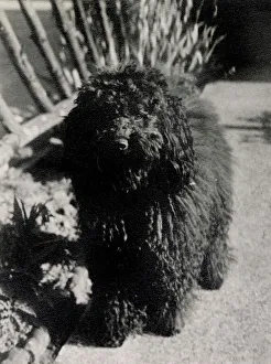 Poodle Prints: The Baker's pet poodle Ruff