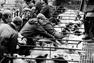 Agriculture Collection: Bakewell, Derbyshire Cattle Market - 3