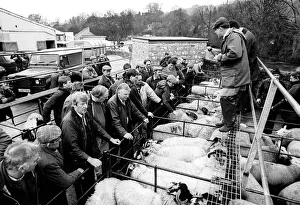 Images Dated 4th April 2019: Bakewell, Derbyshire Cattle Market - 4