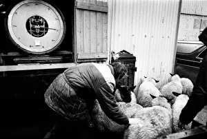 Bakewell, Derbyshire Cattle Market - 6