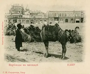 Baku - Azerbaijan - Camel train at rest