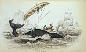 1800 1874 Gallery: Balaena mysticetus, bowhead whale