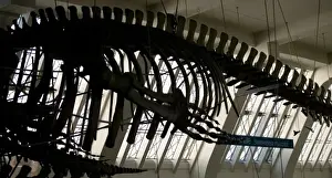 Blue Whale Prints: Balaenoptera musculus, blue whale