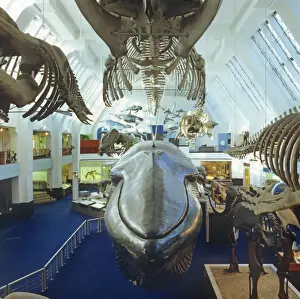 Balaenoptera musculus, blue whale