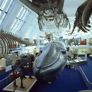Balaenoptera musculus, blue whale