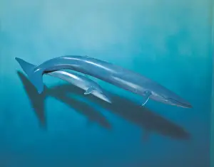 Balaenoptera musculus, blue whale
