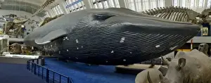Balaenoptera musculus, blue whale