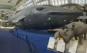 Balaenoptera musculus, blue whale