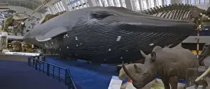 Balaenoptera musculus, blue whale