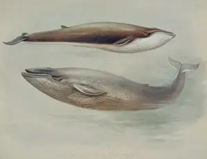 Archibald Prints: Balaenoptera musculus, blue whale and Balaenoptera physalus