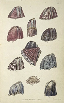Crustacea Collection: Balanus tintinnabulum, balanidae barnacles