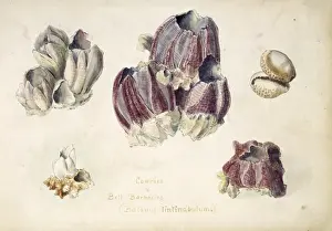 Crustacea Prints: Balanus tintinnabulum, bell barnacle