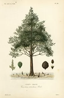 Reveil Collection: Bald cypress or swamp cypress tree, Taxodium distichum
