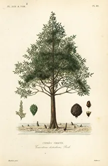 Reveil Collection: Bald cypress or swamp cypress tree, Taxodium distichum