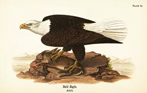 Ornithology Collection: Bald eagle, Haliaeetus leucocephalus