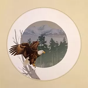 Beautiful Landscapes Gallery: Bald Eagle (Haliaeetus leucocephalus)