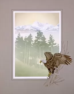 Hill Side Collection: Bald Eagle and Mountain scenery