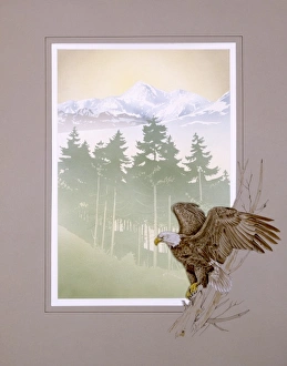 Beautiful Landscapes Gallery: Bald Eagle and Mountain scenery