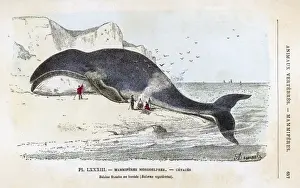Baleana Whale