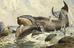 Gulls Prints: Baleen whale