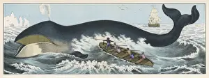 Baleen Whale & Whalers