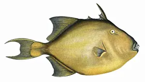 Teeth Prints: Balistes capriscus, or Grey Triggerfish