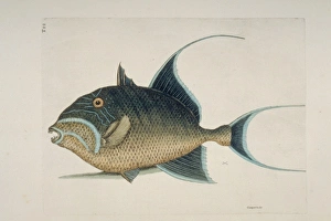 Mark Catesby Collection: Balistes vetula, queen trigggerfish