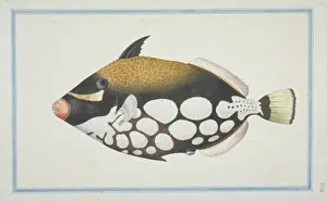 Balistoides conspicillum, clown triggerfish