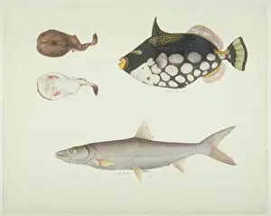 Balistoides conspicillum, clown triggerfish