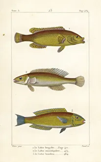 Germain Gallery: Ballan wrasse, cuckoo wrasse and Brazilian wrasse