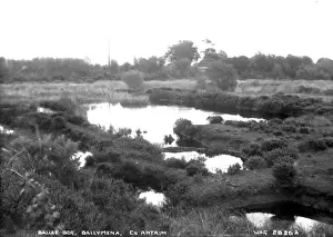 Ballee Bog, Ballymena, Co. Antrim