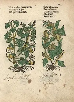 Peregrinus Prints: Balloon plant, Cardiospermum halicacabum