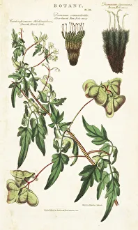 Kearsley Gallery: Balloon plant or smooth heart-seed, Cardiospermum