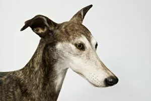 Mammal Gallery: Ballyregan Bob, greyhound
