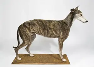 Ballyregan Bob, greyhound