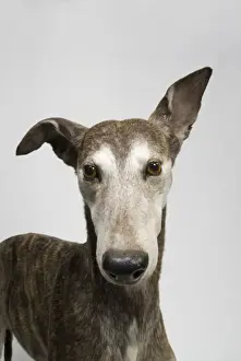 Ballyregan Bob, greyhound