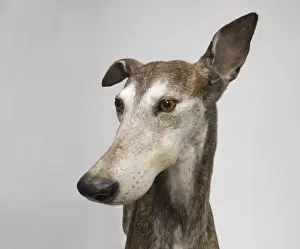 Ballyregan Bob, greyhound