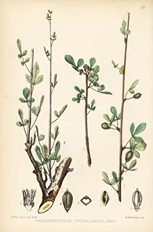 Balm Collection: Balm of Gilead, Commiphora gileadensis