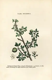 Balm of Gilead, Commiphora gileadensis