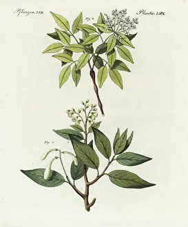 Balm of Peru and elemi gum tree