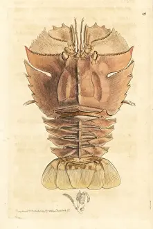 Balmain bug or butterfly fan lobster, Ibacus peronii