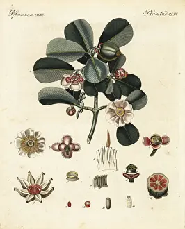 Balsam apple, Clusia rosea