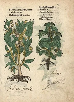 Atropa Gallery: Balsam apple female, Momordica balsamina