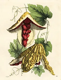 Balsam apple, Mormodica balsamina