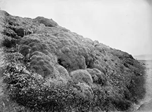 Balsam Bog, Port Stanley, Falkland Islands