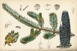 Abies Collection: Balsam fir, Abies balsamea