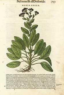 Mint Collection: Balsam herb or mint geranium, Tanacetum balsamita