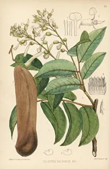 Balsam of Peru, Myroxylon balsamum