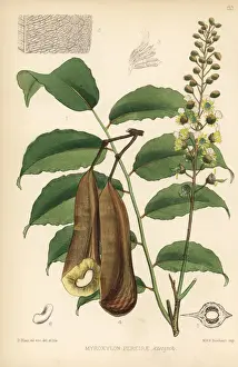 Peru Prints: Balsam of Peru, Myroxylon balsamum var. pereirae