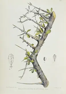 Malvidae Prints: Balsamodendron myrrah, myrrh gum tree
